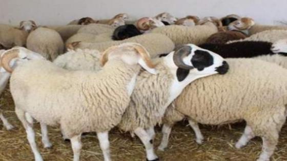 عيد الأضحى مناسبة دينية تعزز الروابط الإجتماعية وتزخر بالأنشطة المتنوعة
